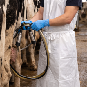 Predpasnik za molžo bel 80x120 cm, 1 kos